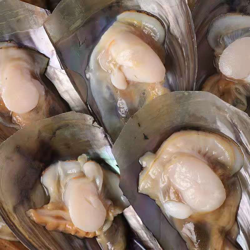 产地直发江瑶贝加工半壳速冻海带子绿贝海鲜水产烧烤自助餐