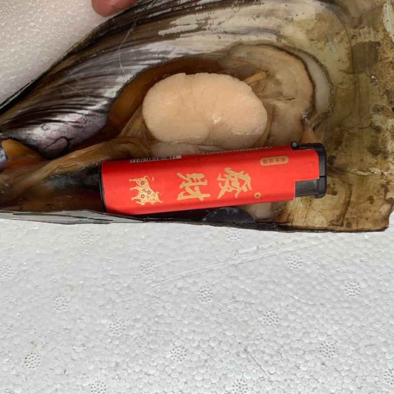 产地直发江瑶贝加工半壳速冻海带子绿贝海鲜水产烧烤自助餐