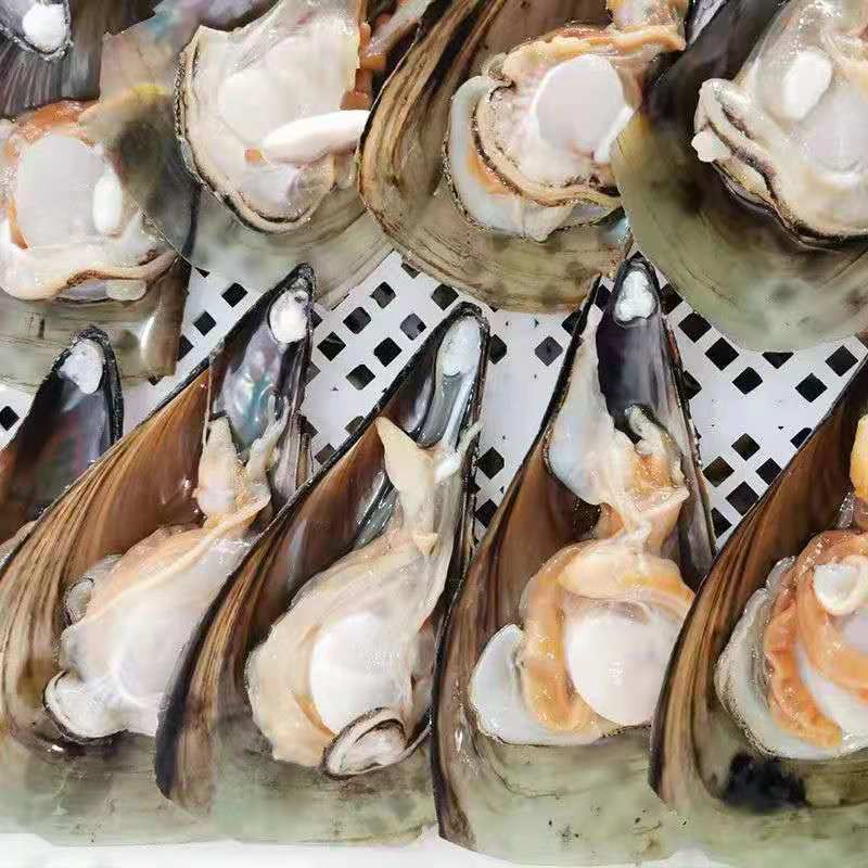 产地直发江瑶贝加工半壳速冻海带子绿贝海鲜水产烧烤自助餐
