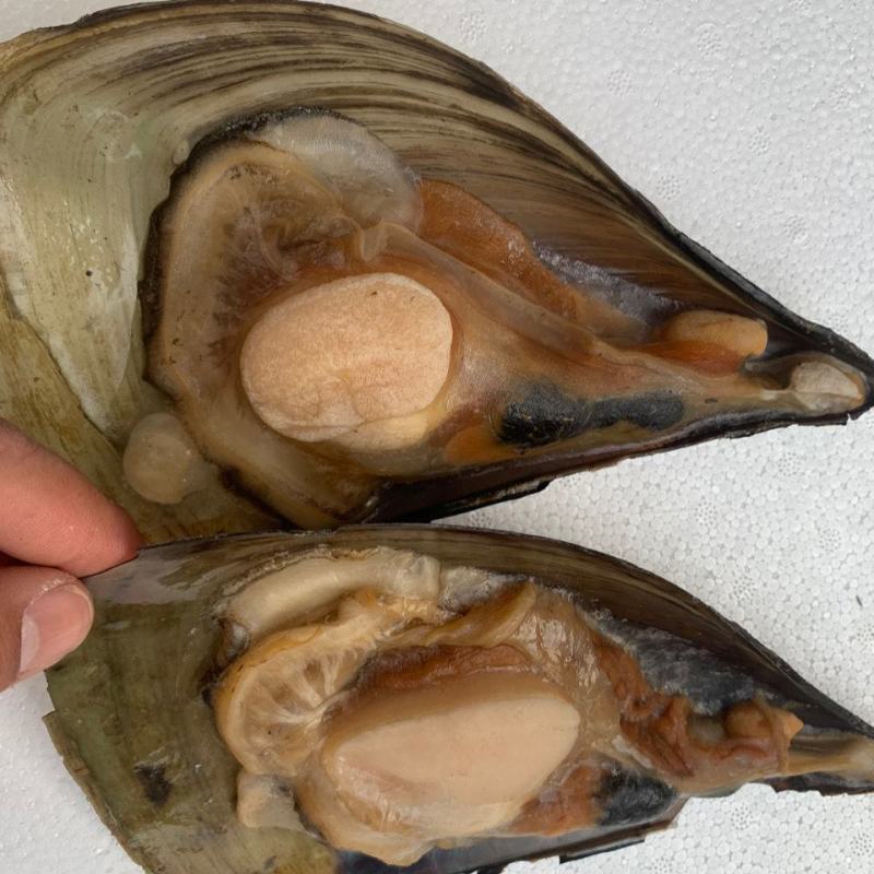 产地直发江瑶贝加工半壳速冻海带子绿贝海鲜水产烧烤自助餐