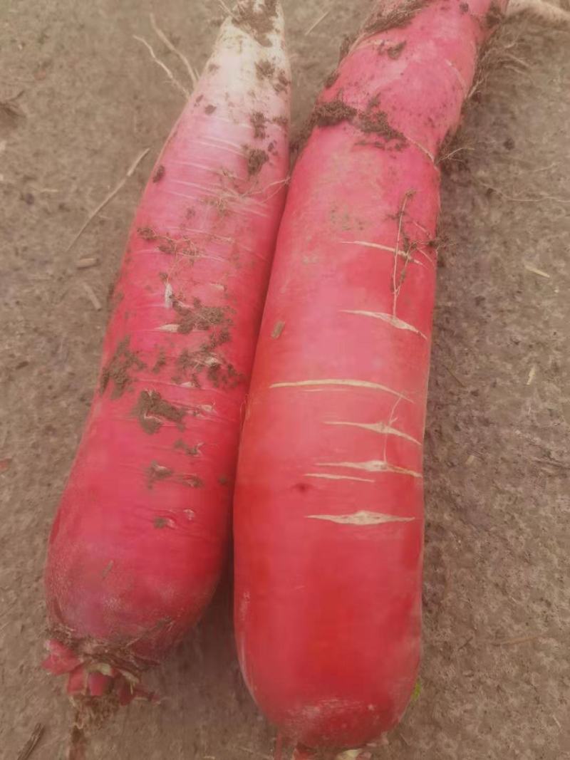 红皮腊萝卜