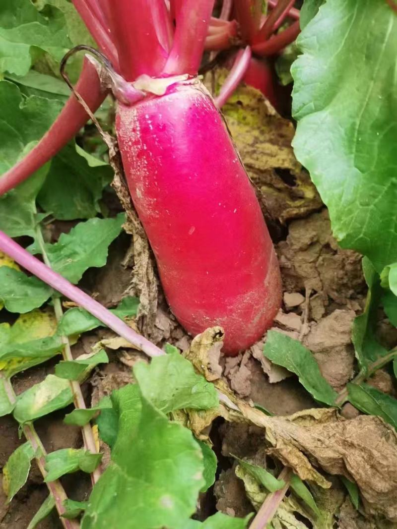 红皮腊萝卜