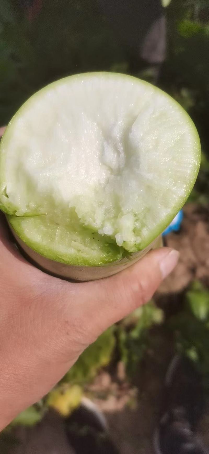 红皮腊萝卜