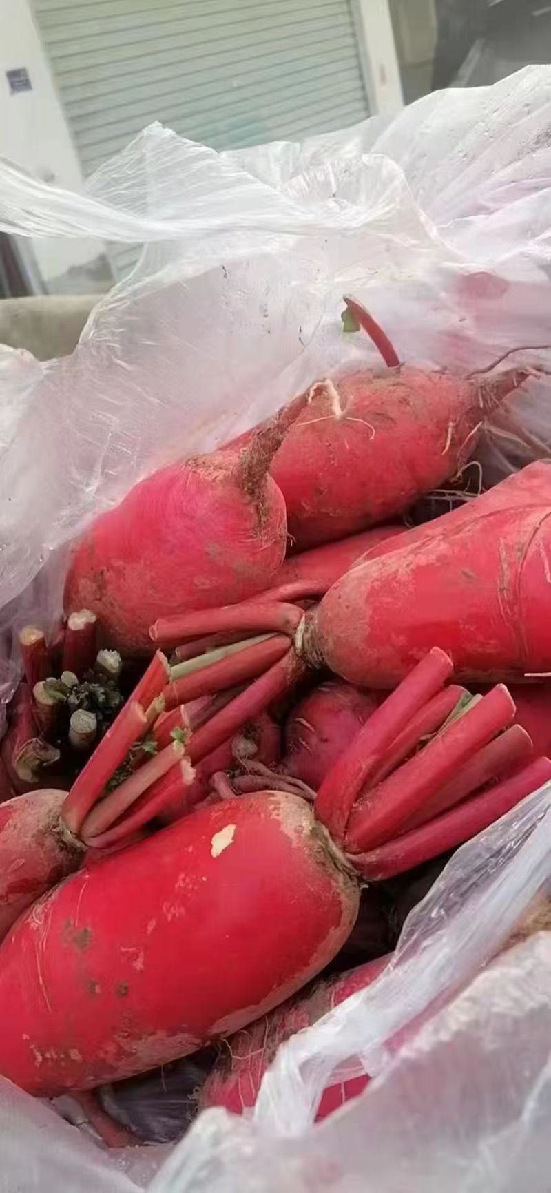 红皮腊萝卜