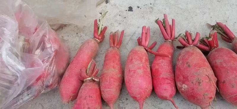 红皮腊萝卜