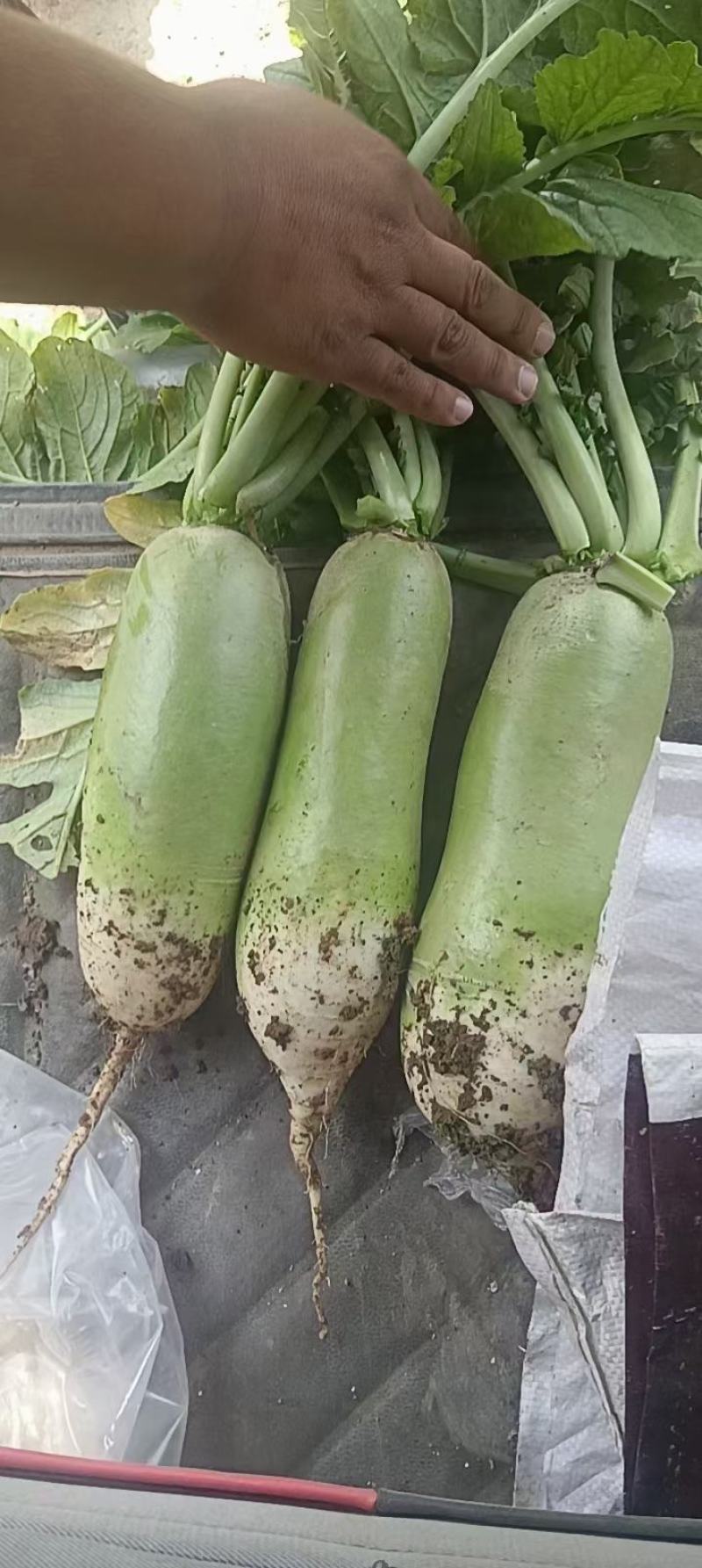 红皮腊萝卜