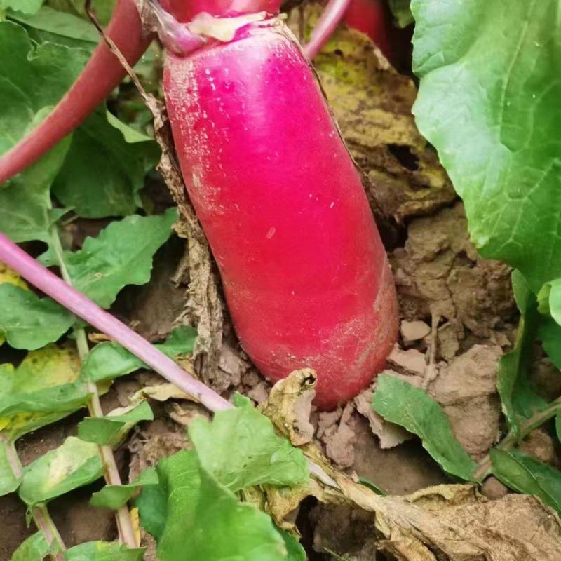 红皮腊萝卜