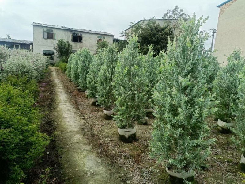 银叶金合欢，大量出售各规格，量大从优，欢迎大家前来选购