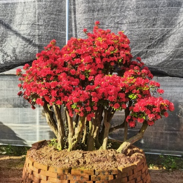 进口红珊瑚杜鹃球，室内室外均可种植