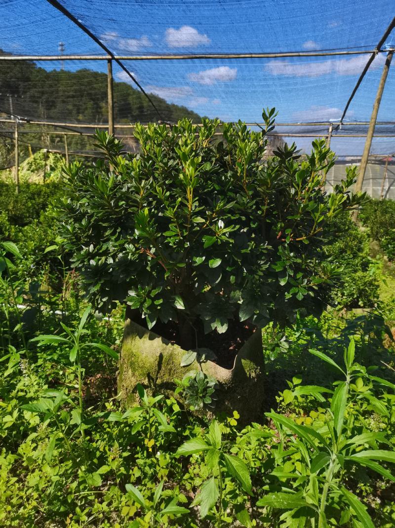 进口红珊瑚杜鹃球，室内室外均可种植