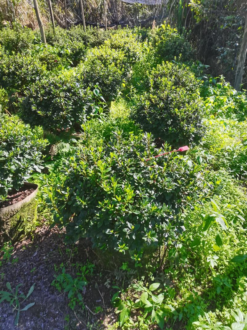 进口红珊瑚杜鹃球，室内室外均可种植