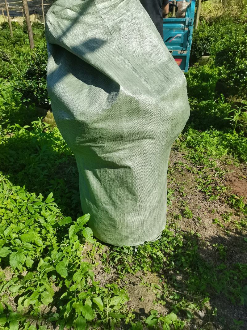 进口红珊瑚杜鹃球，室内室外均可种植