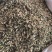 益母草新鲜干货益母草益母草无硫干净益母草地道中药材
