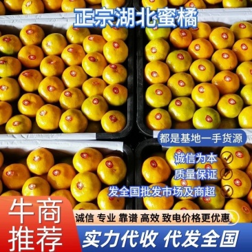 早熟蜜橘蜜橘柑桔小叶桔视频看货现摘现发
