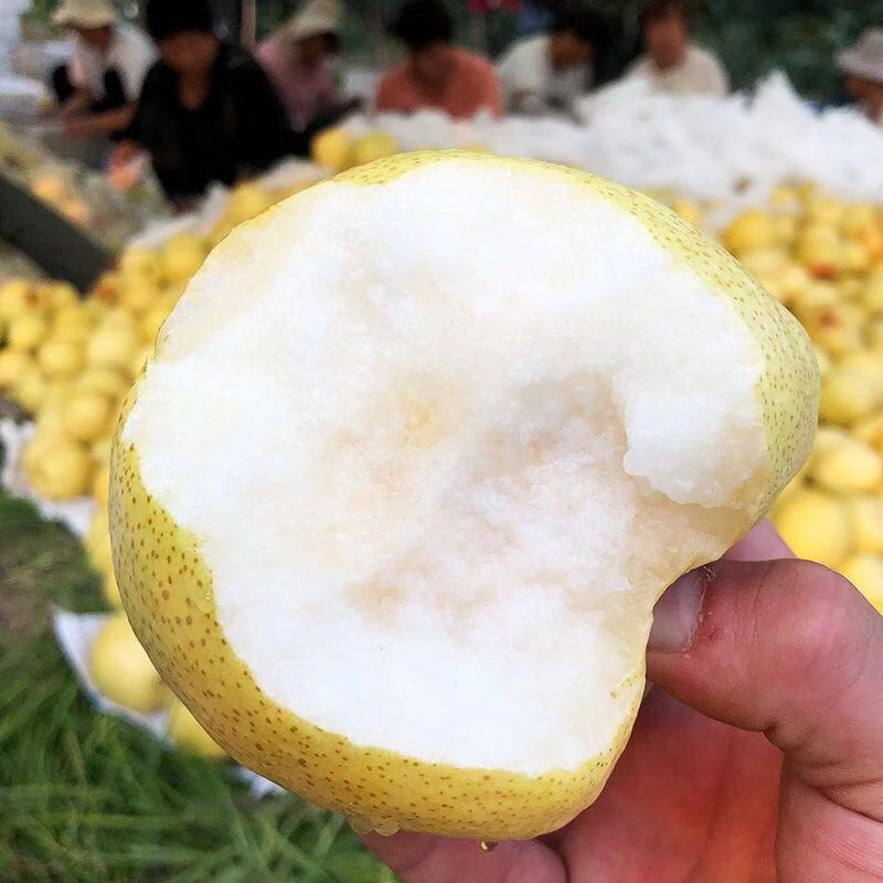 砀山酥梨汁水丰润酥梨产地直发货源充足稳定交通便利