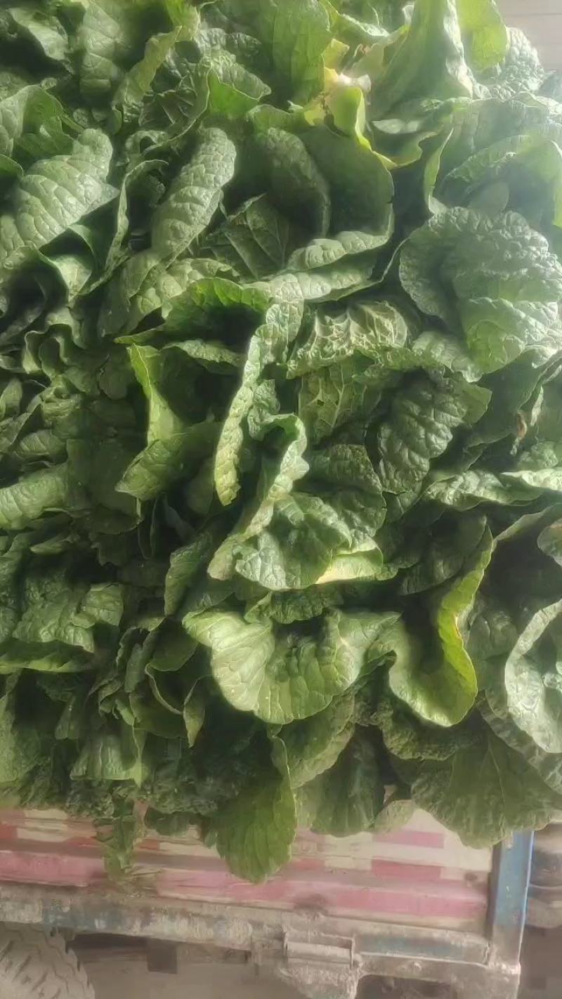 甘肃精品大白菜大量上市，现货新鲜，欢迎大家来采购