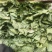 甘肃精品大白菜大量上市，现货新鲜，欢迎大家来采购