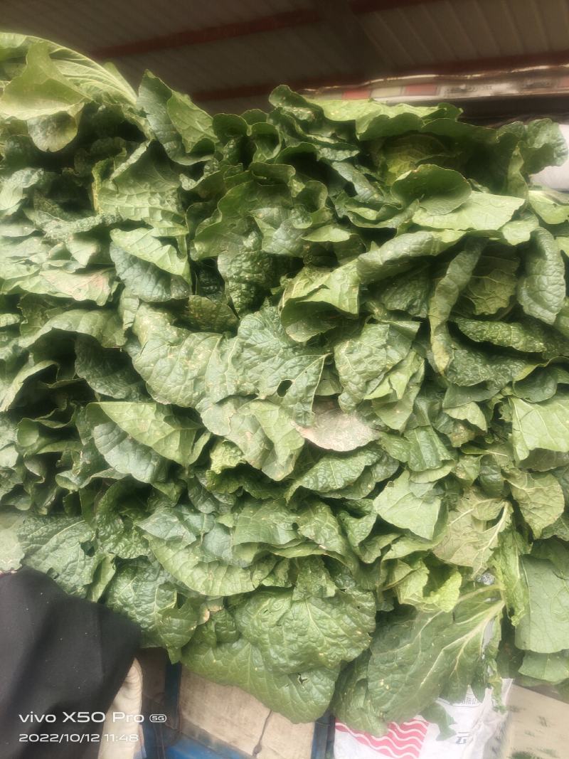 甘肃精品大白菜大量上市，现货新鲜，欢迎大家来采购