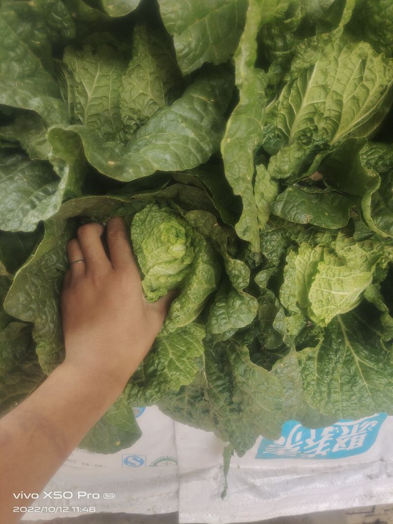 甘肃精品大白菜大量上市，现货新鲜，欢迎大家来采购