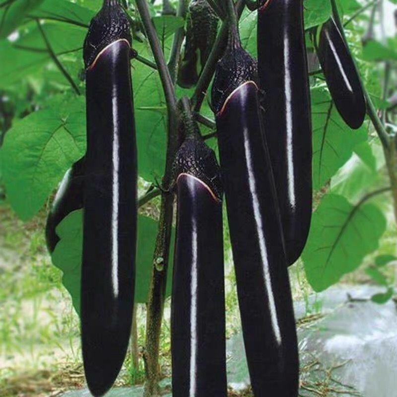 茄子种子太空茄霸高产品质好抗病耐高温紫黑茄子种子茄种子