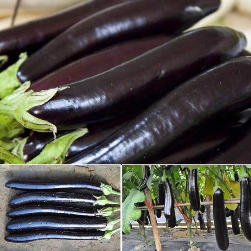 茄子种子太空茄霸高产品质好抗病耐高温紫黑茄子种子茄种子