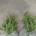 火棘，大量出售各规格，量大从优，欢迎大家前来选购