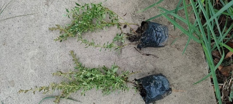 火棘，大量出售各规格，量大从优，欢迎大家前来选购
