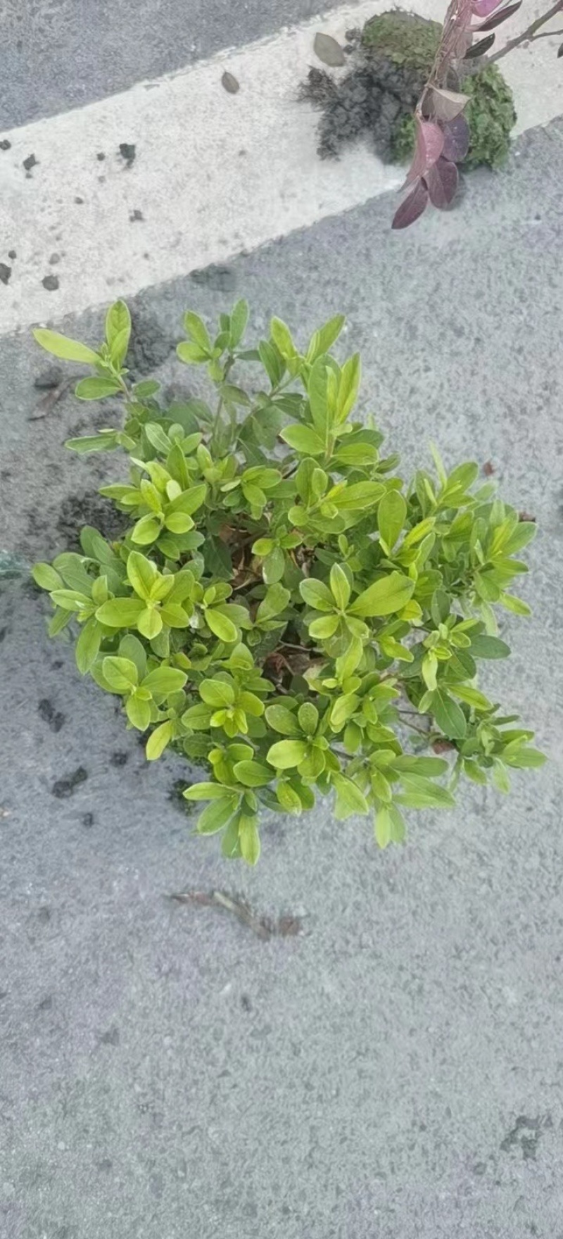 火棘，大量出售各规格，量大从优，欢迎大家前来选购