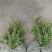 火棘，大量出售各规格，量大从优，欢迎大家前来选购