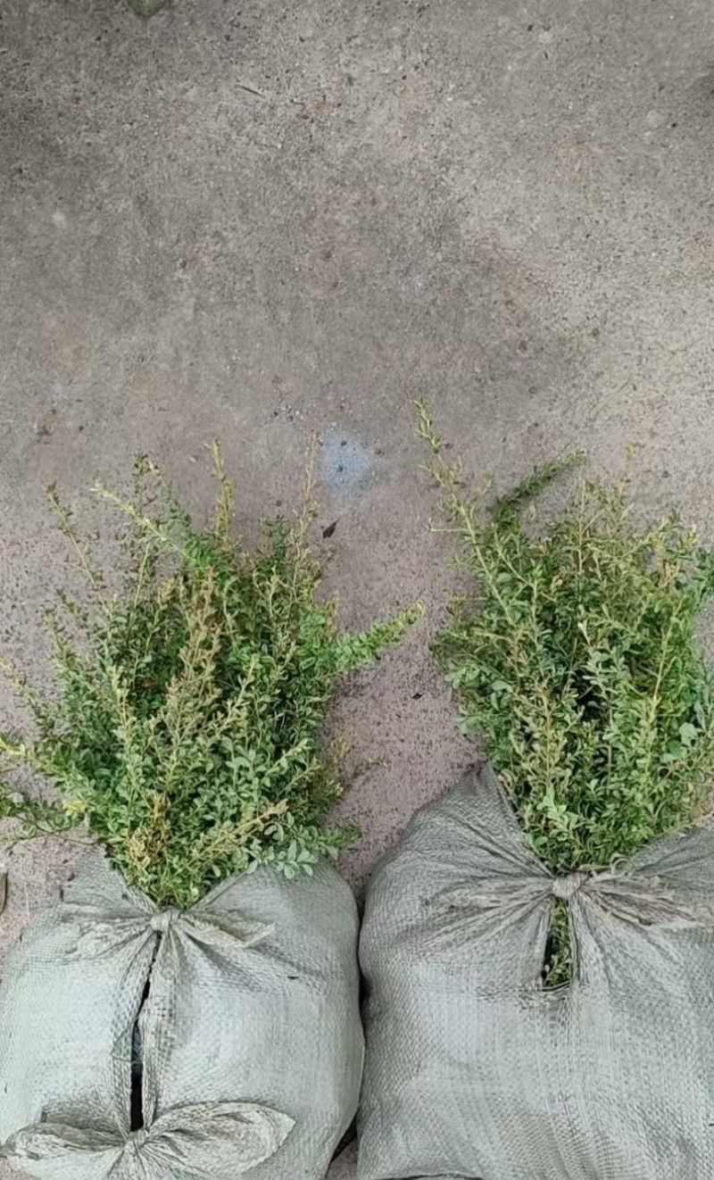 火棘，大量出售各规格，量大从优，欢迎大家前来选购