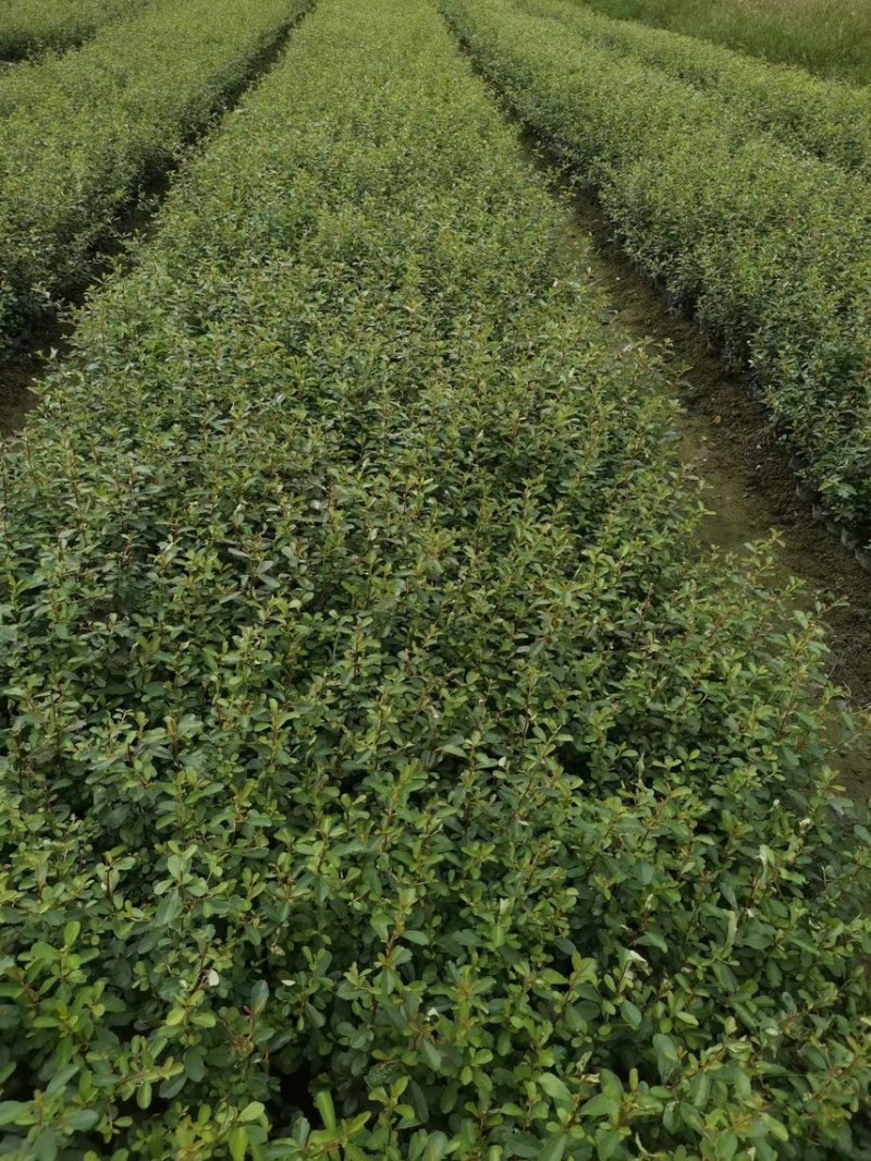 火棘，大量出售各规格，量大从优，欢迎大家前来选购