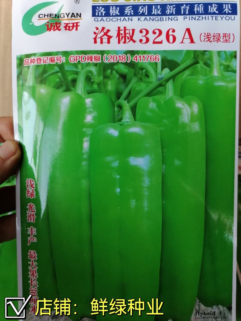 洛椒326A（浅绿型）中早熟大牛角椒果色浅绿色泽鲜亮