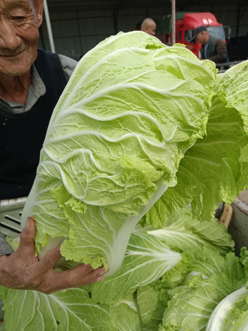 精品白菜，黄心白菜，货源充足，代发全国，诚信第一