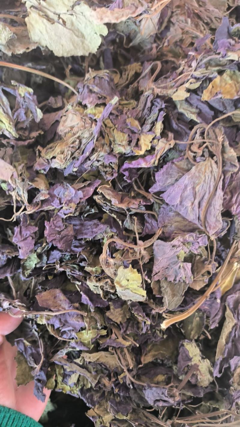 紫苏叶中药紫苏叶无硫草药苏叶地道中药材紫苏叶