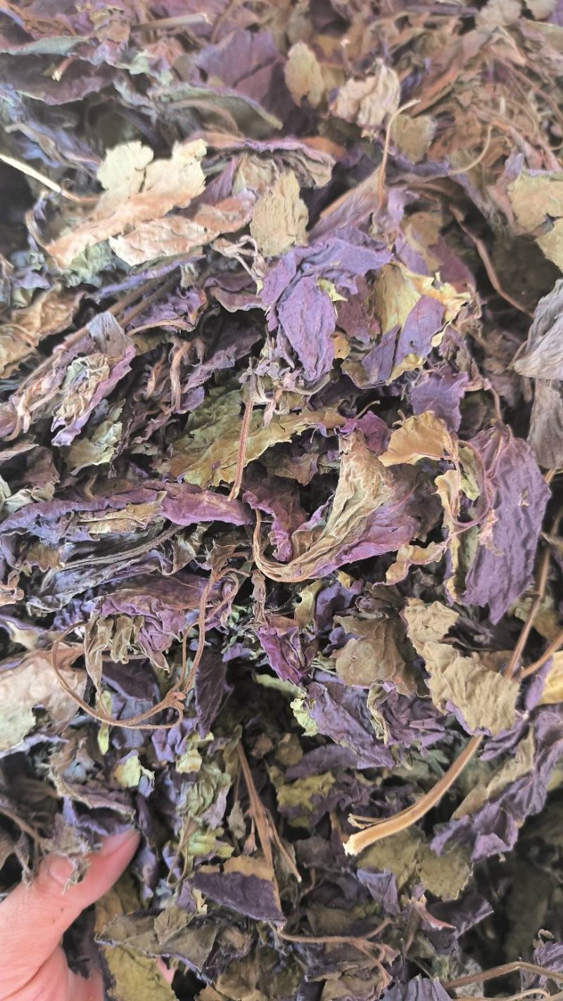 紫苏叶中药紫苏叶无硫草药苏叶地道中药材紫苏叶