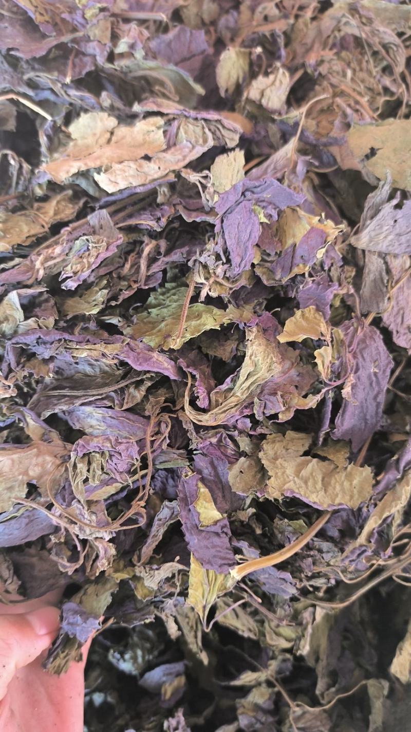 紫苏叶中药紫苏叶无硫草药苏叶地道中药材紫苏叶