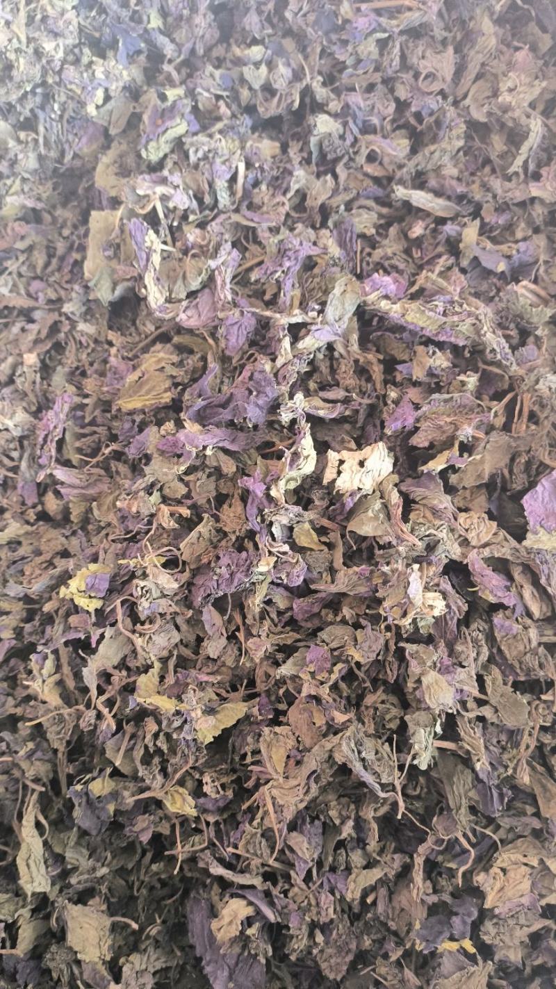 紫苏叶中药紫苏叶无硫草药苏叶地道中药材紫苏叶