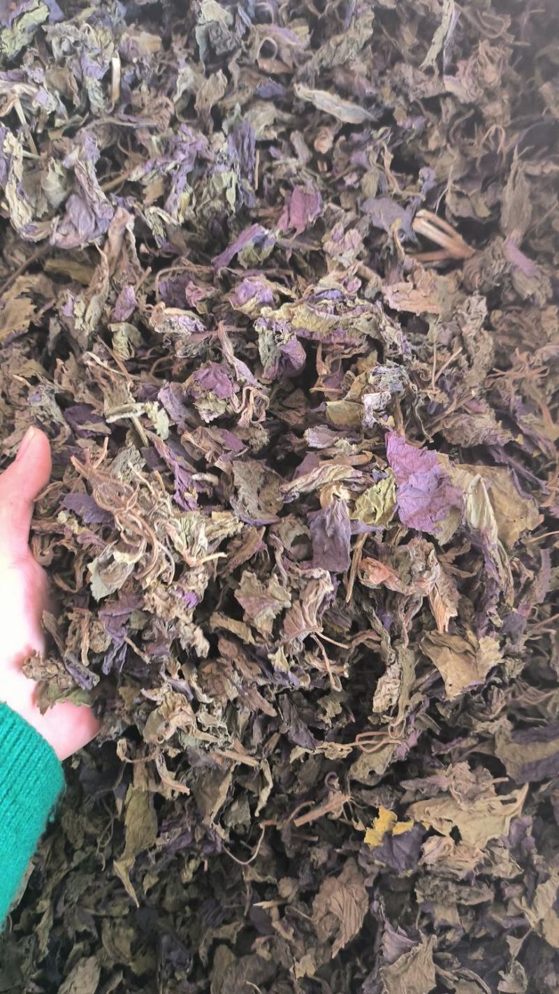 紫苏叶中药紫苏叶无硫草药苏叶地道中药材紫苏叶