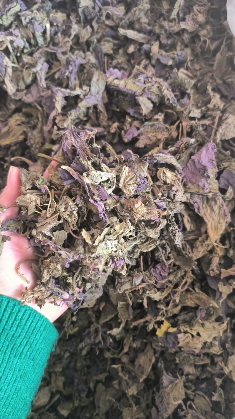 紫苏叶中药紫苏叶无硫草药苏叶地道中药材紫苏叶