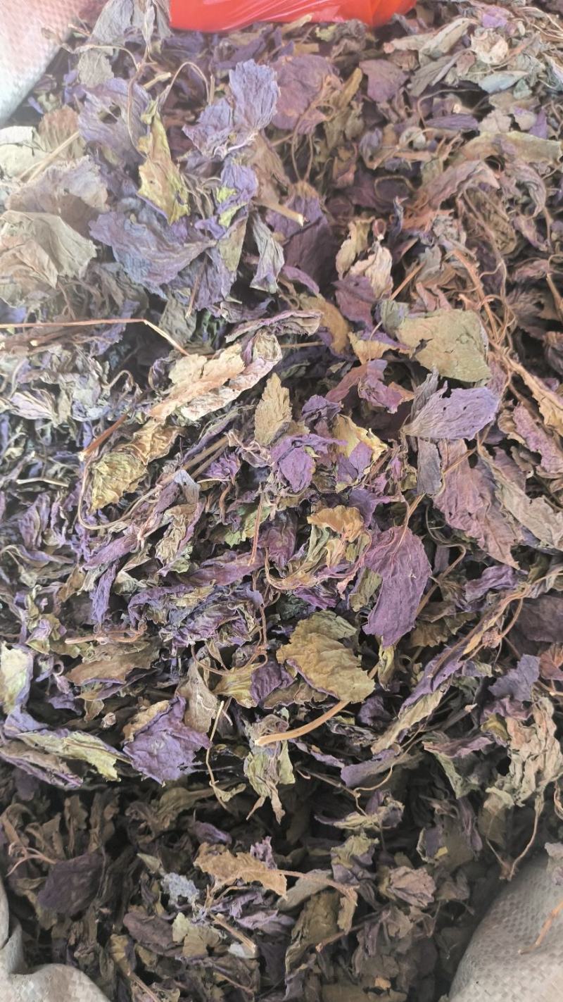 紫苏叶中药紫苏叶无硫草药苏叶地道中药材紫苏叶