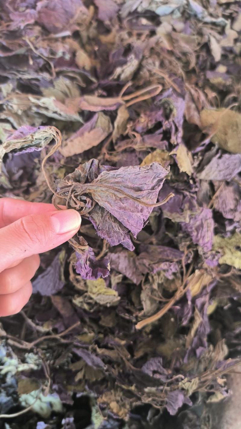 紫苏叶中药紫苏叶无硫草药苏叶地道中药材紫苏叶