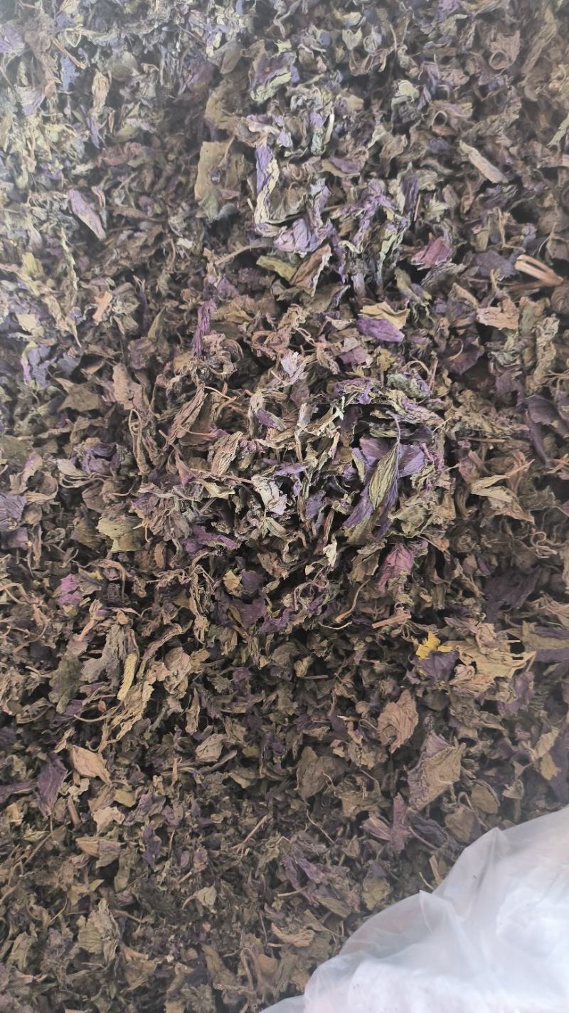 紫苏叶中药紫苏叶无硫草药苏叶地道中药材紫苏叶