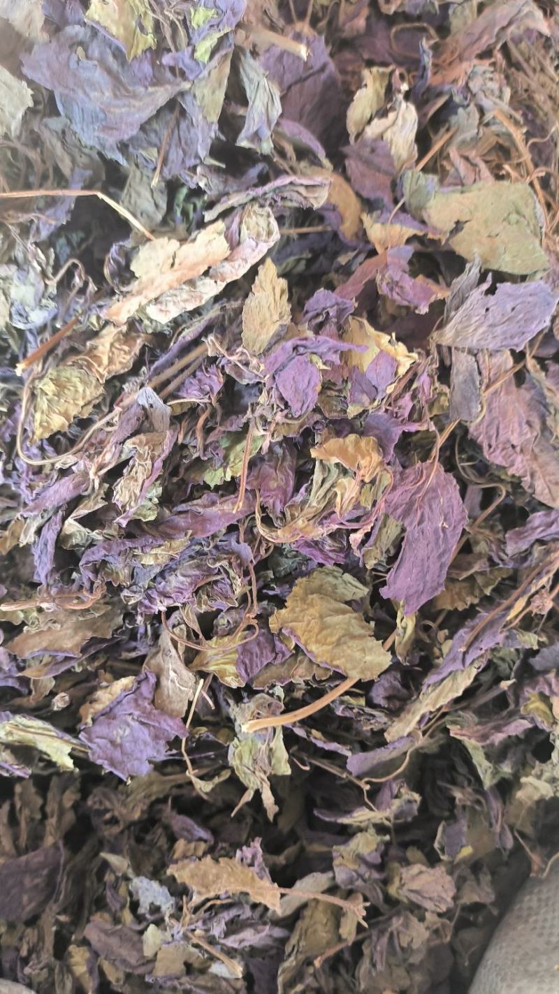 紫苏叶中药紫苏叶无硫草药苏叶地道中药材紫苏叶