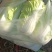 精品白菜，黄心白菜，货源充足，代发全国，诚信第一