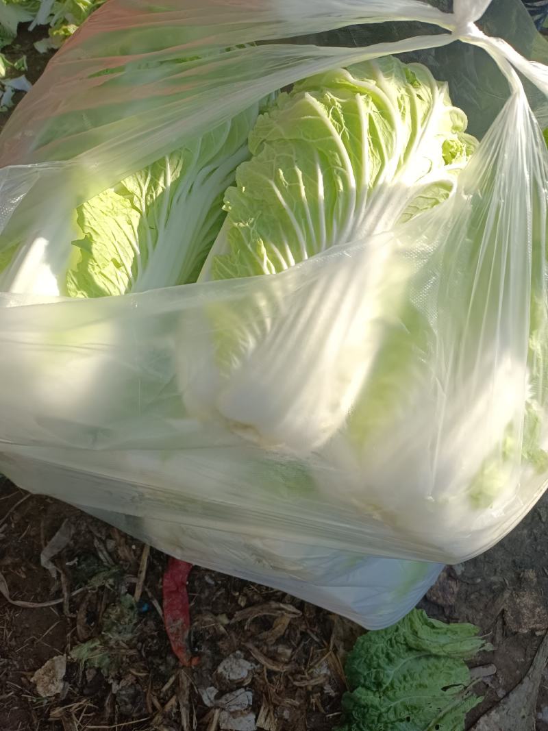 精品白菜，黄心白菜，货源充足，代发全国，诚信第一
