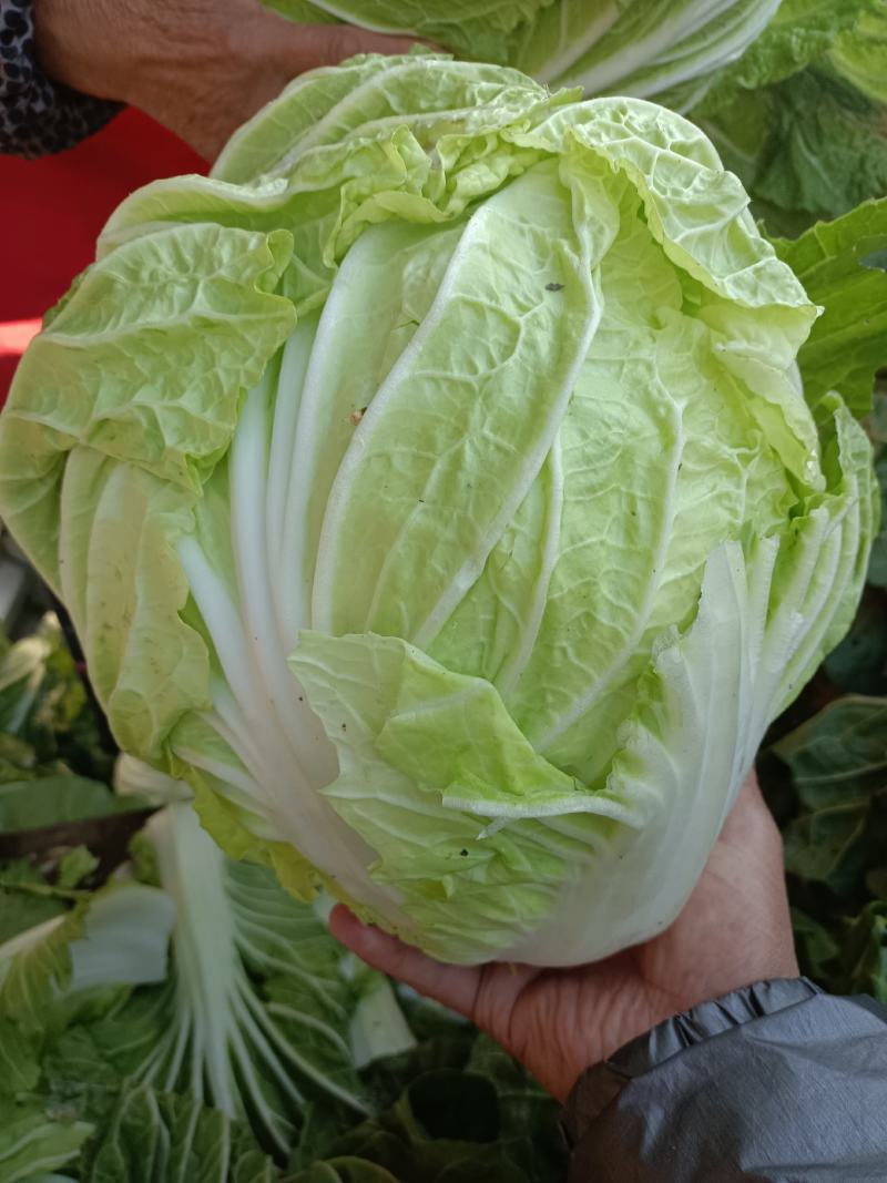 精品白菜，黄心白菜，货源充足，代发全国，诚信第一