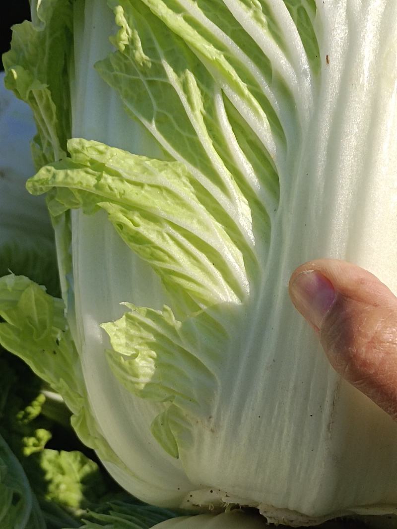 精品白菜，黄心白菜，货源充足，代发全国，诚信第一