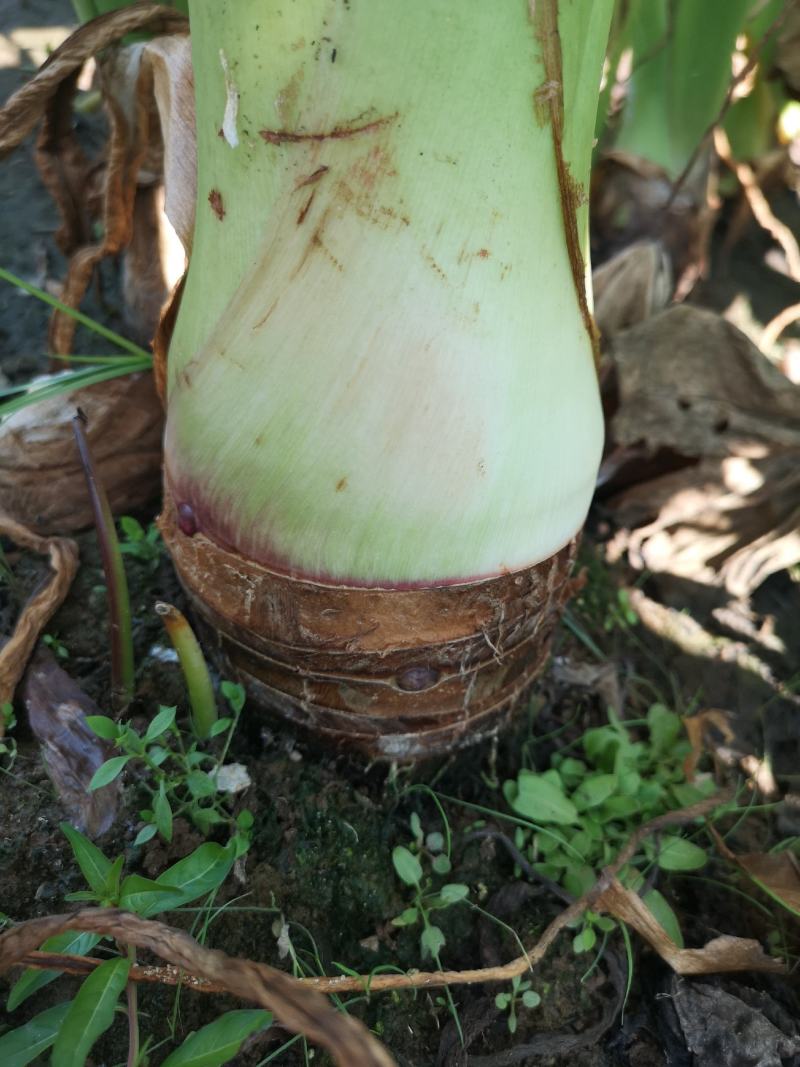 蓝山香芋、大量上市、自产自销、量大从优，诚招老板。