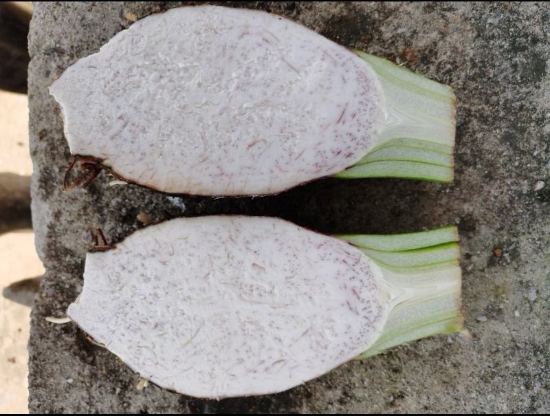 蓝山香芋、大量上市、自产自销、量大从优，诚招老板。