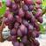 【超早熟】巨盛一号早熟新品种葡萄苗极早66葡萄苗包品种